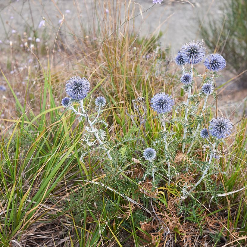 Blaue Kugeldistel - Echinops ritro (Wuchs)