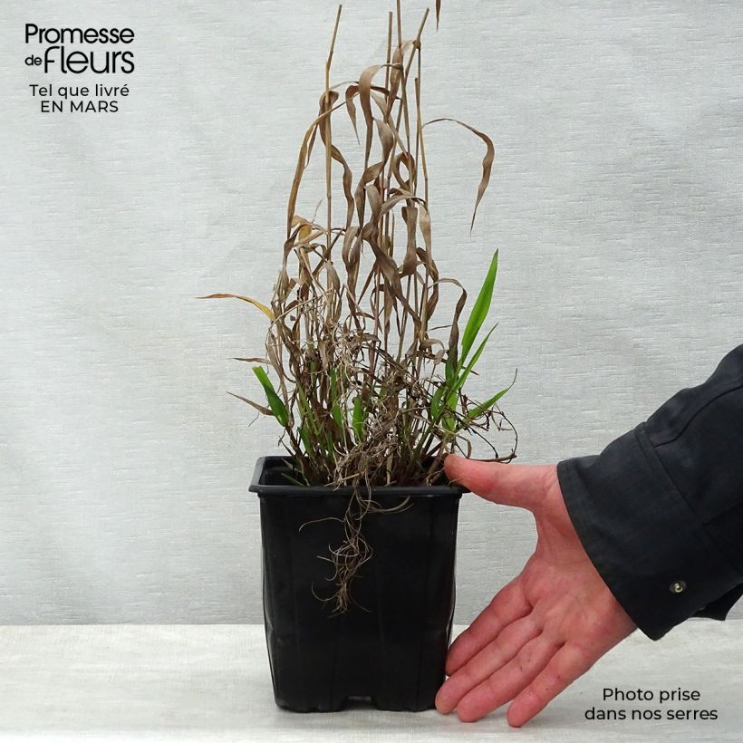 Exemplar von Chasmanthium latifolium - Plattähren-Gras Topf mit 2L/3L wie im Frühjahr geliefert