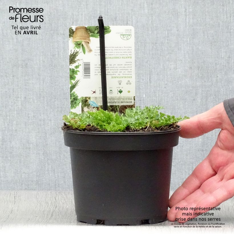 Exemplar von Bunium bulbocastanum - Knollenkümmel Topf mit 1,5L/2L wie im Frühjahr geliefert