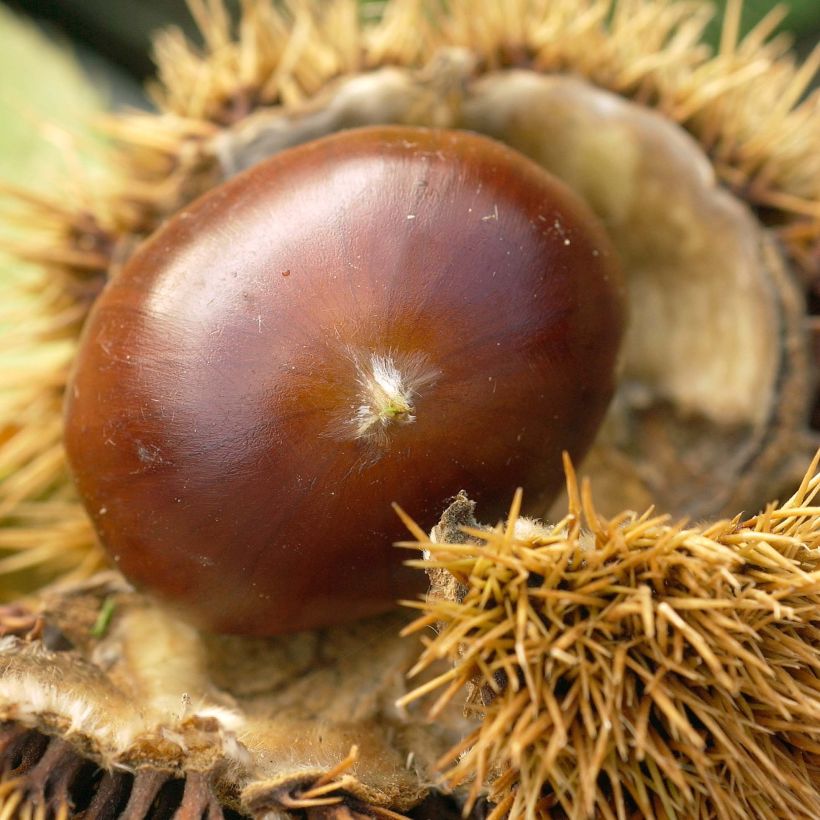 Esskastanie Marigoule - Castanea sativa (Harvest)