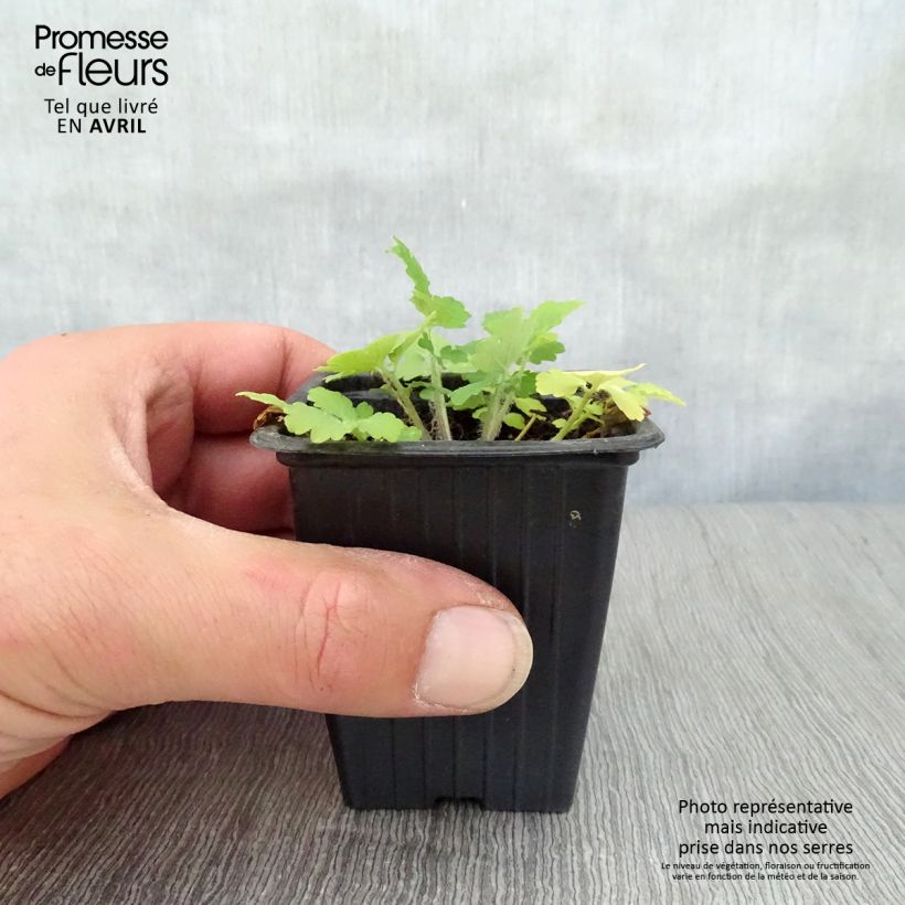 Example of Schöllkraut - Chelidonium majus Kleine Töpfe von 7/8 cm as you get in printemps