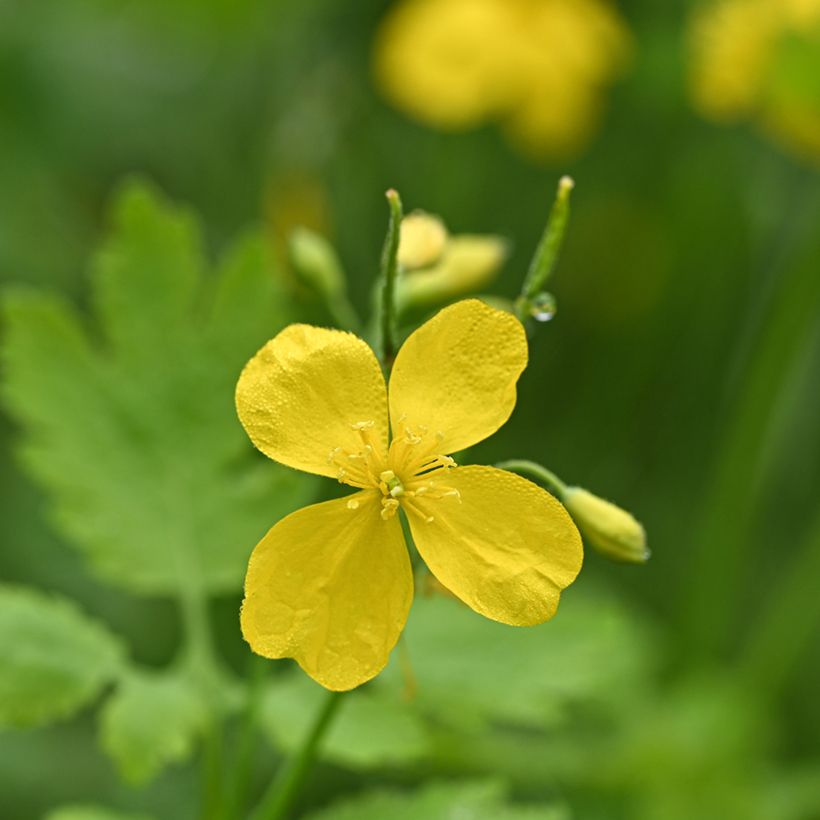 Schöllkraut - Chelidonium majus (Flowering)