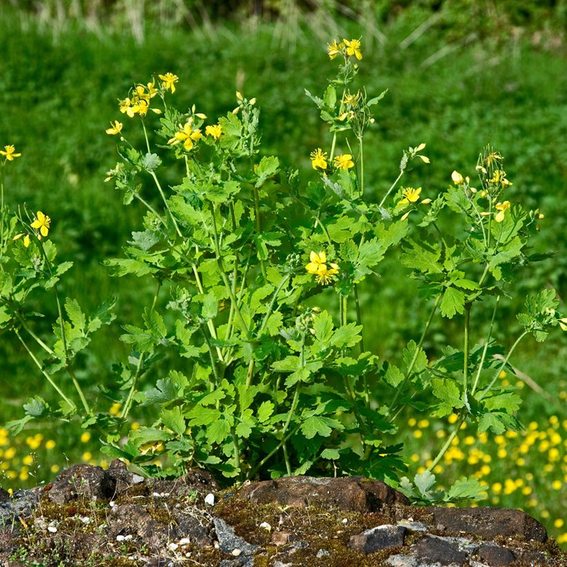 Schöllkraut - Chelidonium majus (Plant habit)
