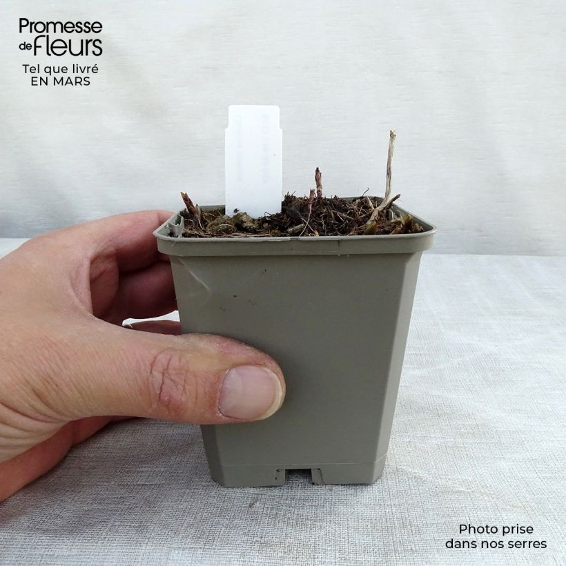 Example of Chelone obliqua - Schildblume Kleine Töpfe von 8/9 cm as you get in printemps