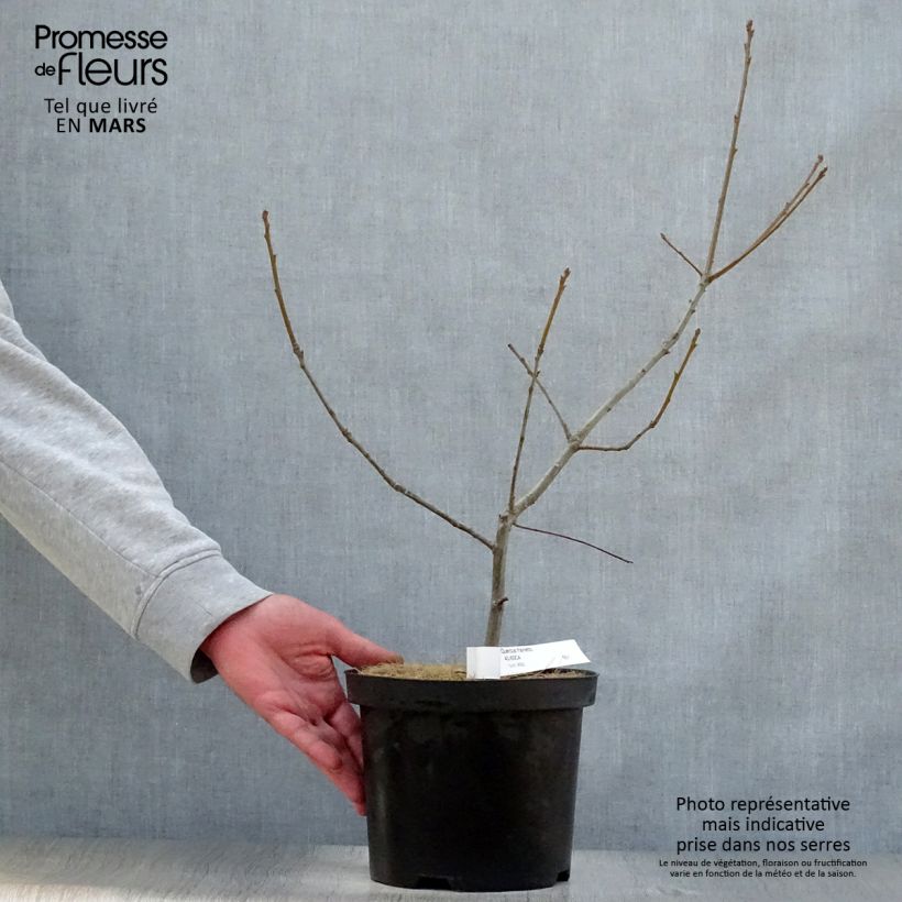 Example of Quercus frainetto - Ungarische Eiche Topf mit 4L/5L as you get in printemps