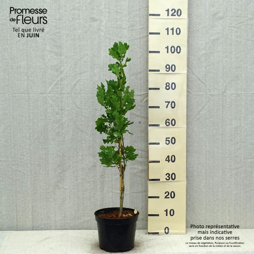 Exemplar von Quercus robur Fastigiata - Stiel-Eiche Topf mit 4L/5L wie im Sommer geliefert
