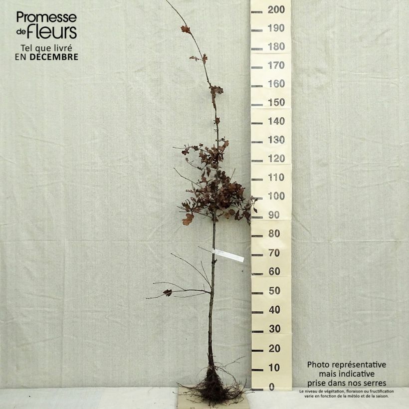 Exemplar von Quercus robur - Stiel-Eiche Wurzelnackt wie im Winter geliefert