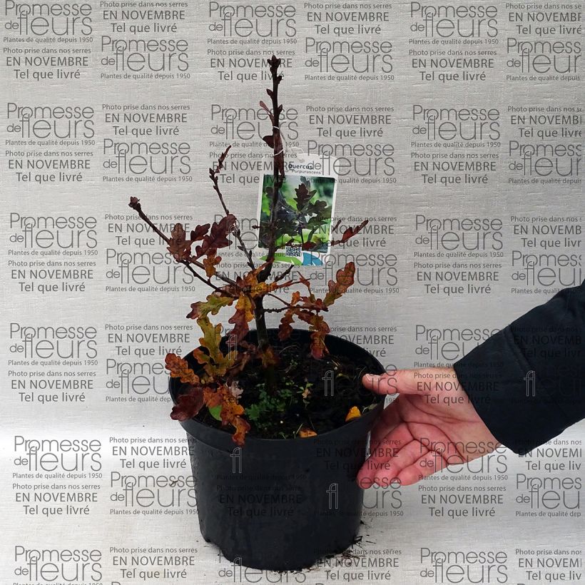 Example of Quercus robur Purpurascens - Stiel-Eiche Topf mit 2L/3L as you get