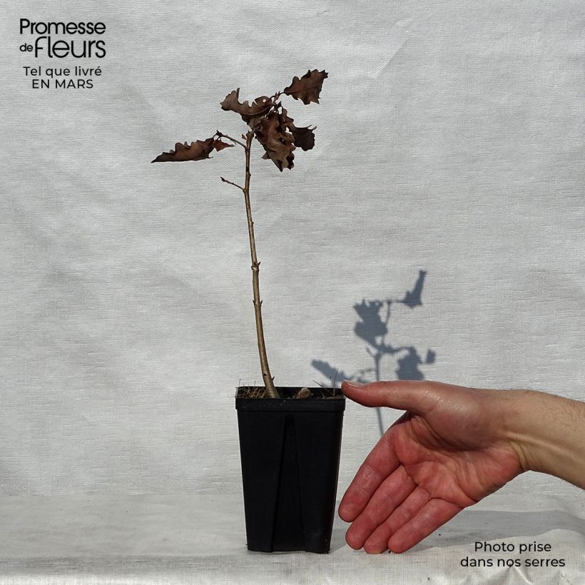 Exemplar von Quercus petraea - Trauben-Eiche Kleine Töpfe von 8/9 cm wie im Frühjahr geliefert