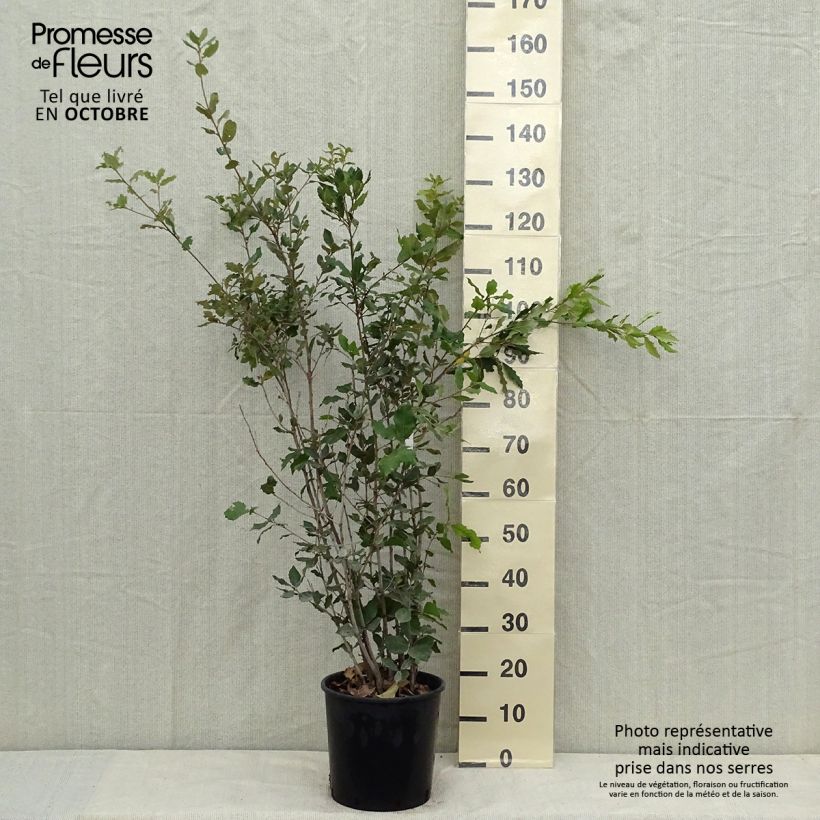Exemplar von Quercus ilex - Stein-Eiche Topf mit 6L/7L, Strauch wie im Herbst geliefert