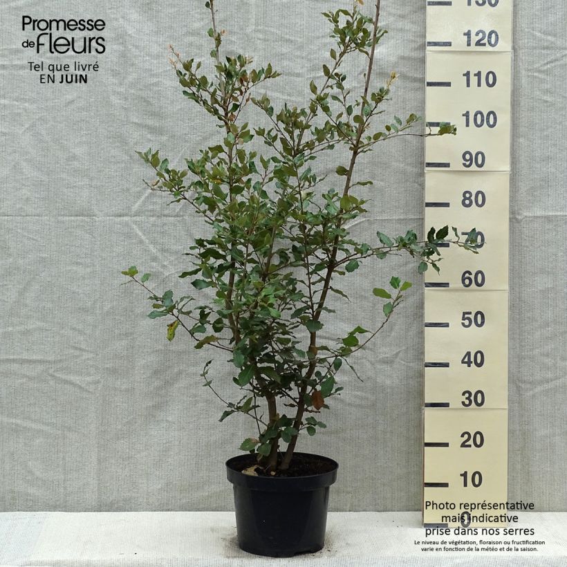 Exemplar von Quercus ilex - Stein-Eiche Topf mit 6L/7L, Strauch wie im Frühjahr geliefert