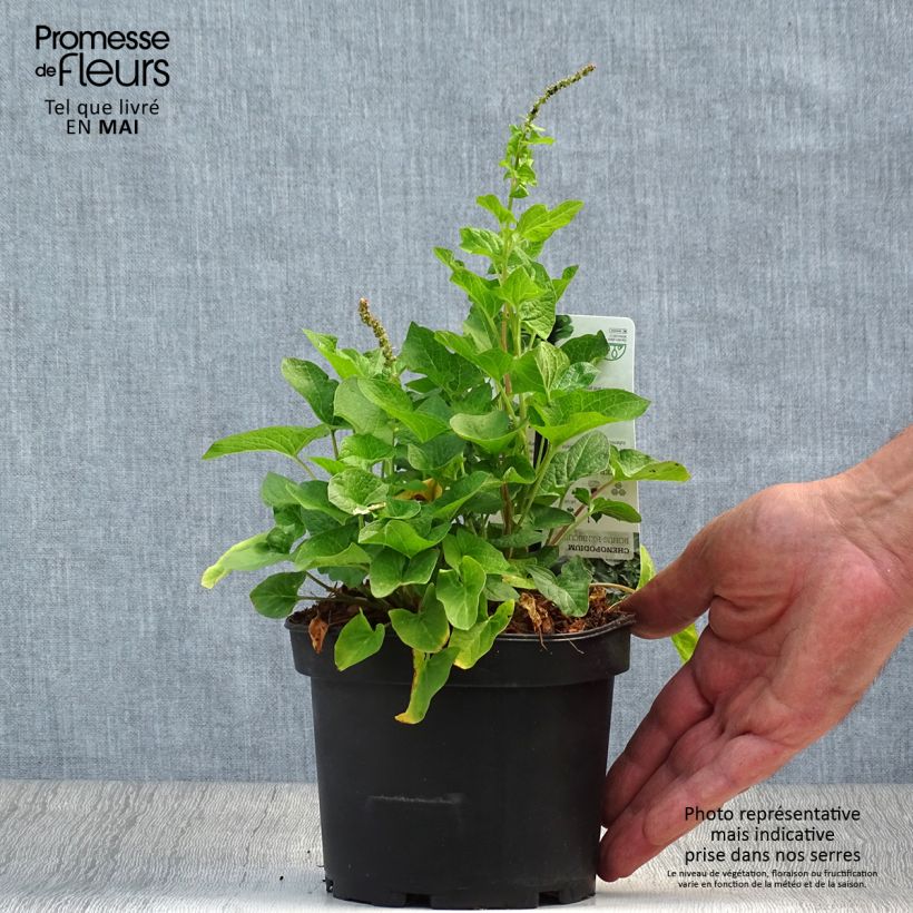 Exemplar von Guter Heinrich (Pflanzen) - Chenopodium bonus-henricus Kleine Töpfe von 8/9 cm wie im Frühjahr geliefert