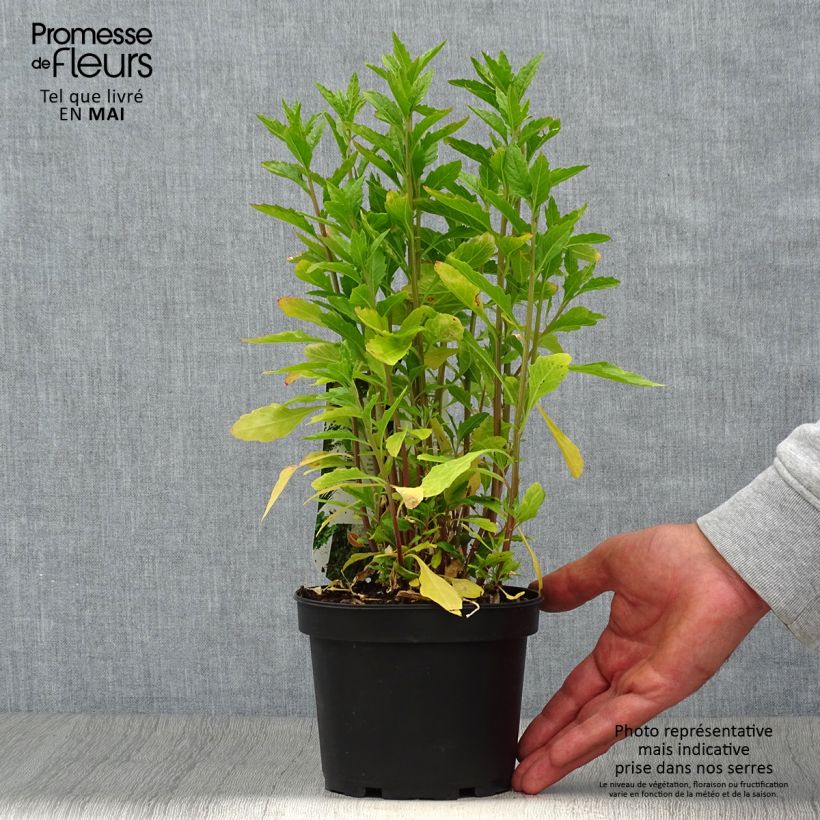 Exemplar von Mexikanischer Drüsengänsefuß - Dysphania ambrosioides Topf mit 1,5L/2L wie im Frühjahr geliefert