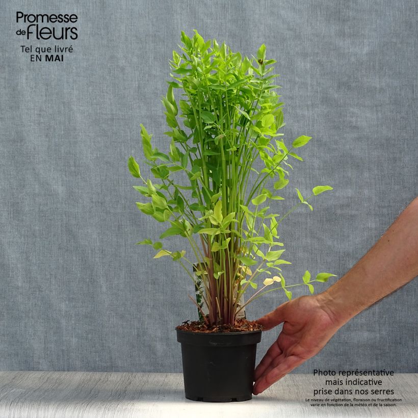 Example of Zuckerwurzel - Sium sisarum Topf mit 1,5L/2L as you get in printemps