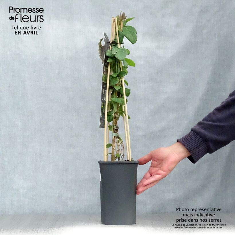 Example of Lonicera caprifolium - Jelängerjelieber Topf mit 1,5L/2L as you get in printemps