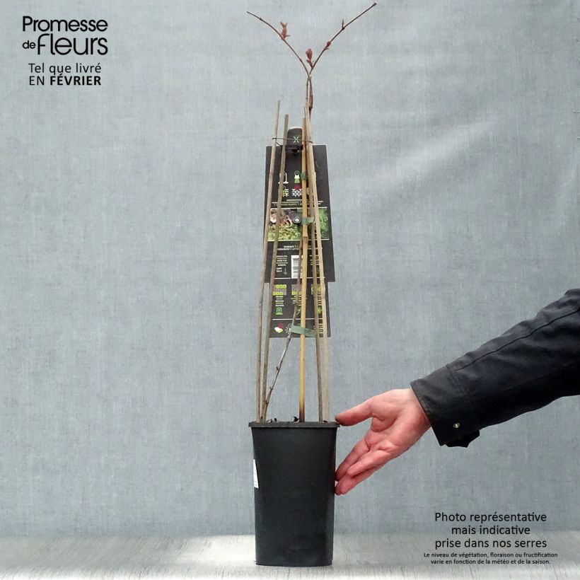 Example of Lonicera caprifolium - Jelängerjelieber Topf mit 2L/3L as you get in hiver