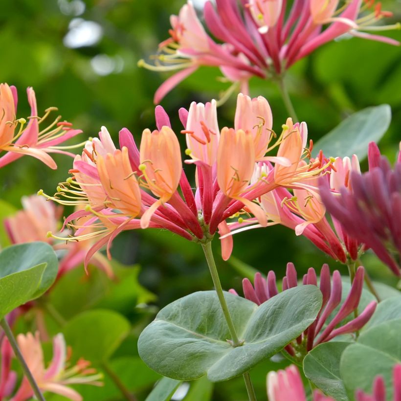 Lonicera heckrottii - Feuer-Geißblatt (Blüte)