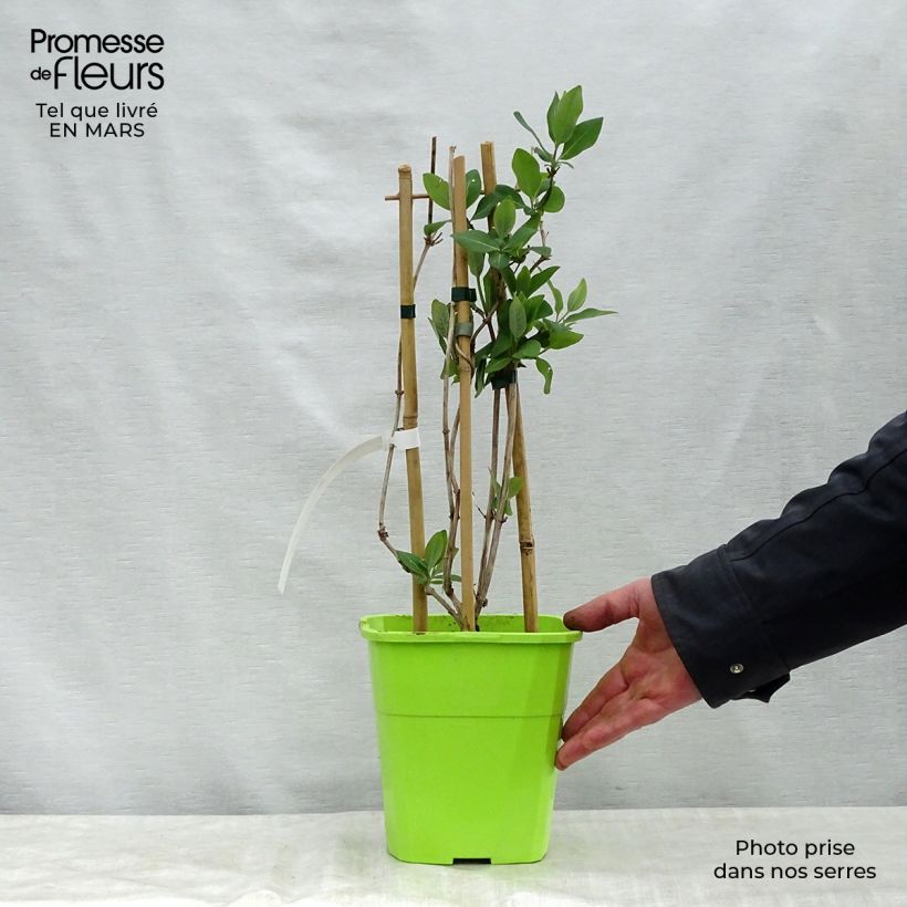 Exemplar von Lonicera periclymenum Scentsation - Wald-Geißschlinge Topf mit 3L/4L wie im Frühjahr geliefert