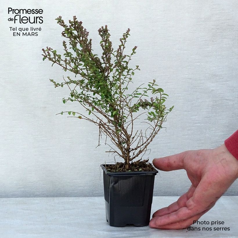 Exemplar von Lonicera nitida Ernest Wilson - Heckenmyrte Kleine Töpfe von 8/9 cm wie im Frühjahr geliefert