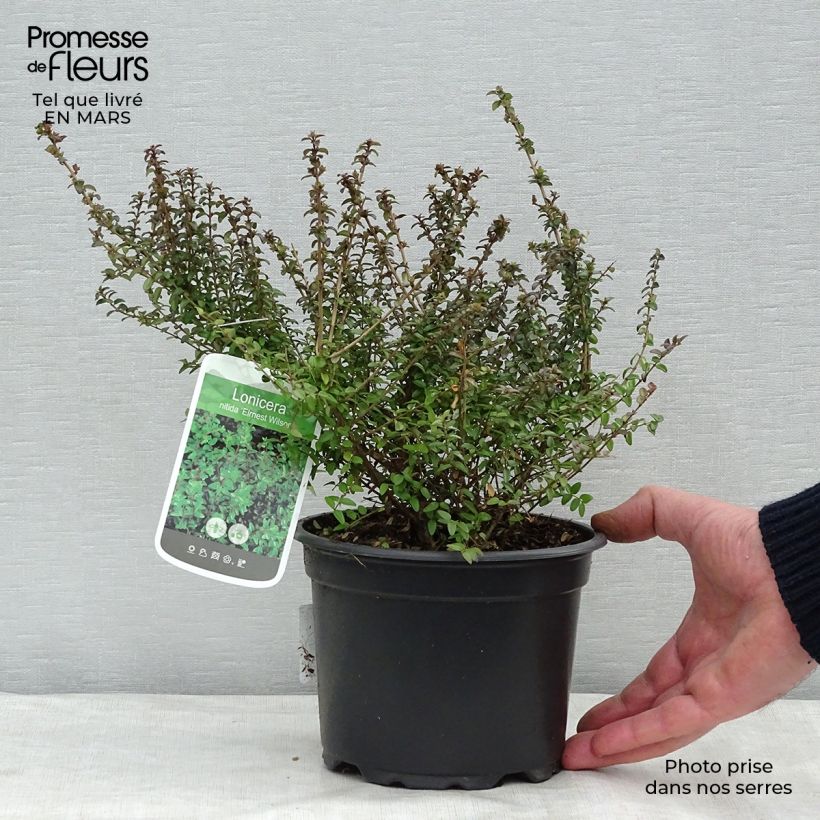 Exemplar von Lonicera nitida Ernest Wilson - Heckenmyrte Topf mit 2L/3L wie im Frühjahr geliefert