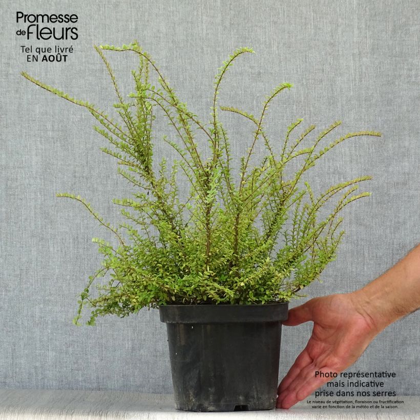 Exemplar von Lonicera nitida Ernest Wilson - Heckenmyrte Topf mit 2L/3L wie im Sommer geliefert
