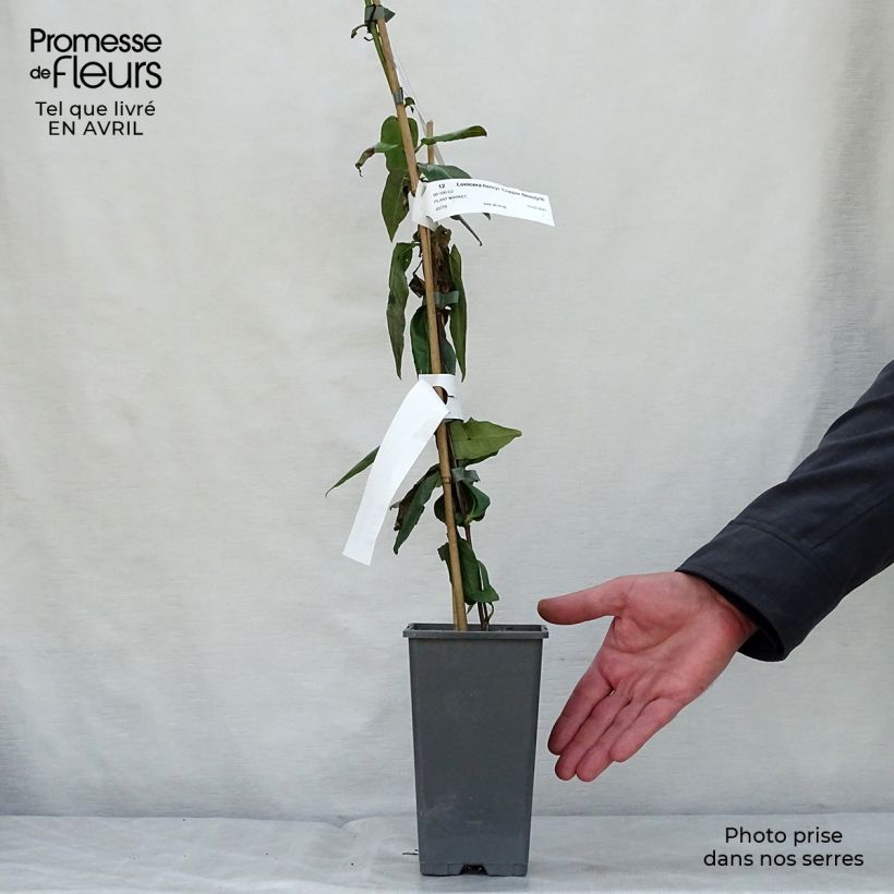 Exemplar von Lonicera henryi Copper Beauty - Immergrünes Geißblatt Topf mit 2L/3L wie im Frühjahr geliefert