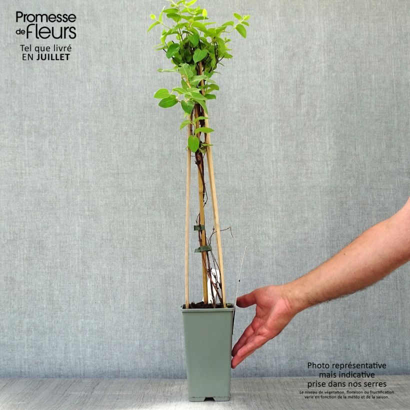 Exemplar von Lonicera japonica Halliana - Japanisches Geißblatt Topf mit 2L/3L wie im Sommer geliefert