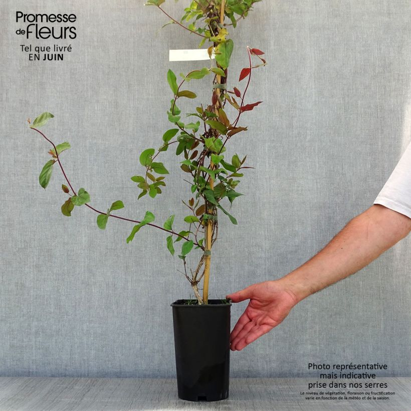 Exemplar von Lonicera japonica Sinensis - Japanisches Geißblatt Topf mit 2L/3L wie im Frühjahr geliefert