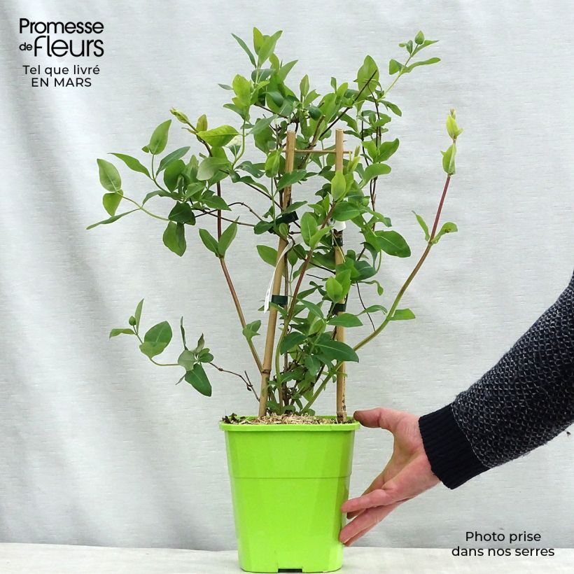 Exemplar von Lonicera japonica Sweet Isabel - Japanisches Geißblatt Topf mit 3L/4L wie im Frühjahr geliefert
