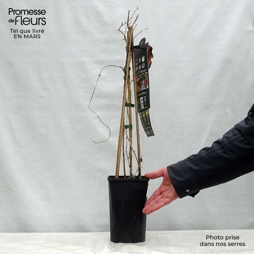 Exemplar von Lonicera brownii Dropmore Scarlet - Rote Geißschlinge Topf mit 1L/1,5L wie im Frühjahr geliefert