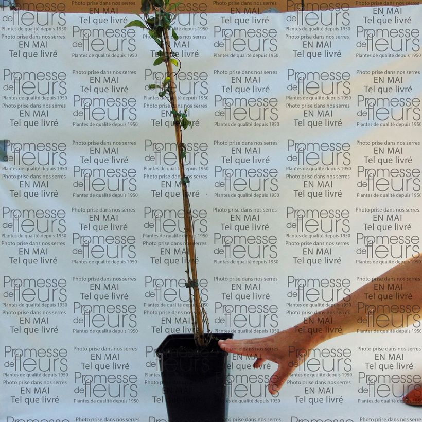 Beispiel eines Exemplars von Lonicera periclymenum Fragrant Cloud - Wald-Geißschlinge Topf mit 3L/4L wie geliefert