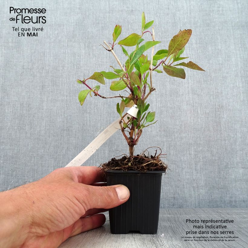 Exemplar von Lonicera heckrottii Gold Flame - Feuer-Geißblatt Kleine Töpfe von 8/9 cm wie im Frühjahr geliefert