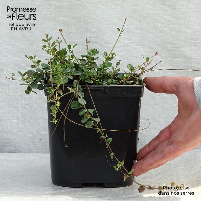 Example of Lonicera crassifolia Little Honey - Kriechende Heckenkirsche Topf mit 2L/3L as you get in printemps