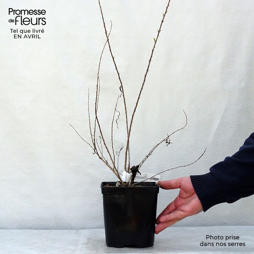 Exemplar von Chilopsis linearis - Wüstenweide Topf mit 3L/4L wie im Frühjahr geliefert