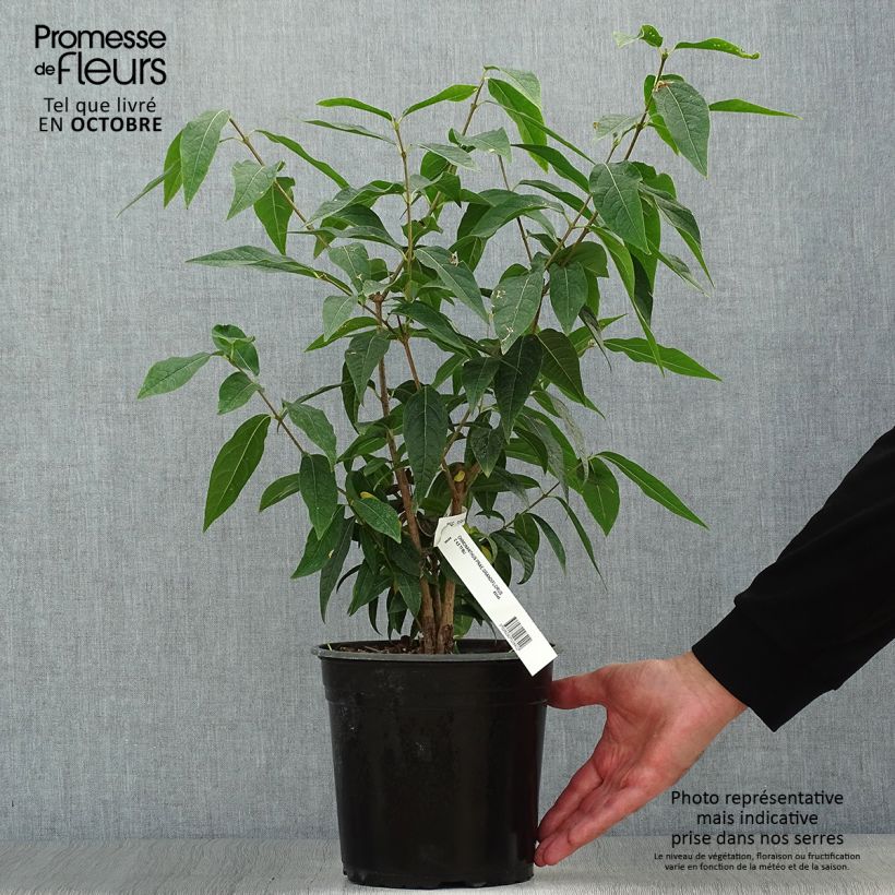 Exemplar von Chimonanthus praecox Grandiflorus - Winterblume Topf mit 4L/5L, Strauch wie im Herbst geliefert