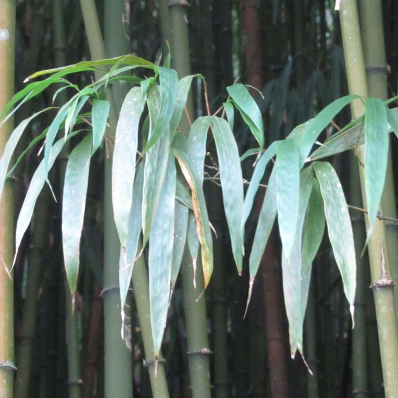 Chimonobambusa quadrangularis - Vierkantbambus (Foliage)