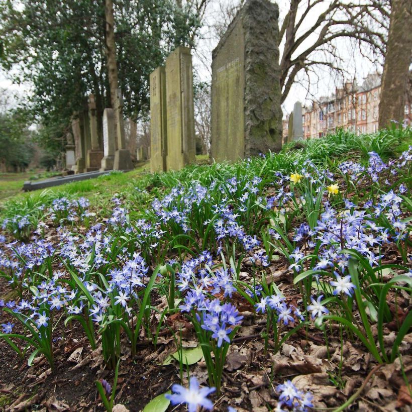 Chionodoxa forbesii - Schneestolz (Flowering)