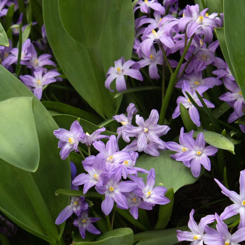 Chionodoxa forbesii Violet Beauty - Schneestolz (Wuchs)