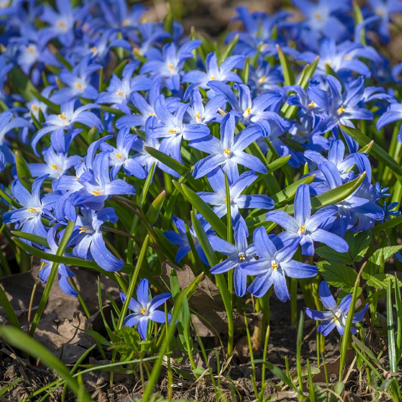 Chionodoxa luciliae - Schneestolz (Wuchs)