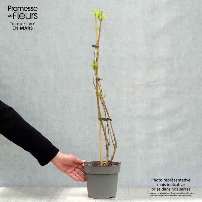 Example of Chitalpa tashkentensis Summer Bells - Baumoleander Topf mit 2L/3L as you get in printemps