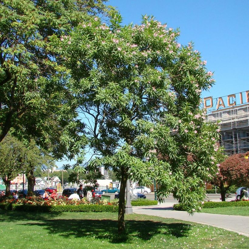 Chitalpa tashkentensis Summer Bells - Baumoleander (Plant habit)