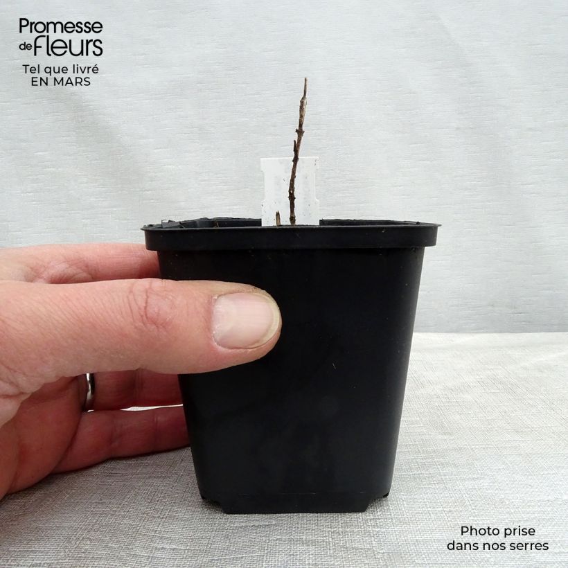 Exemplar von Chloranthus japonicus Kleine Töpfe von 8/9 cm wie im Frühjahr geliefert