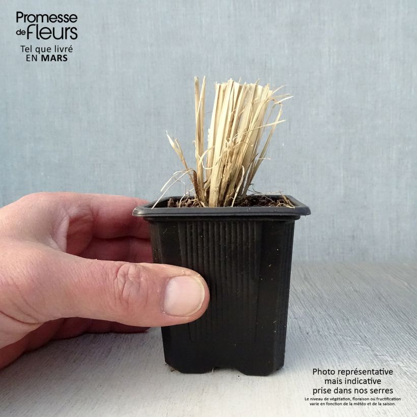 Example of Chloris virgata Kleine Töpfe von 8/9 cm as you get in printemps