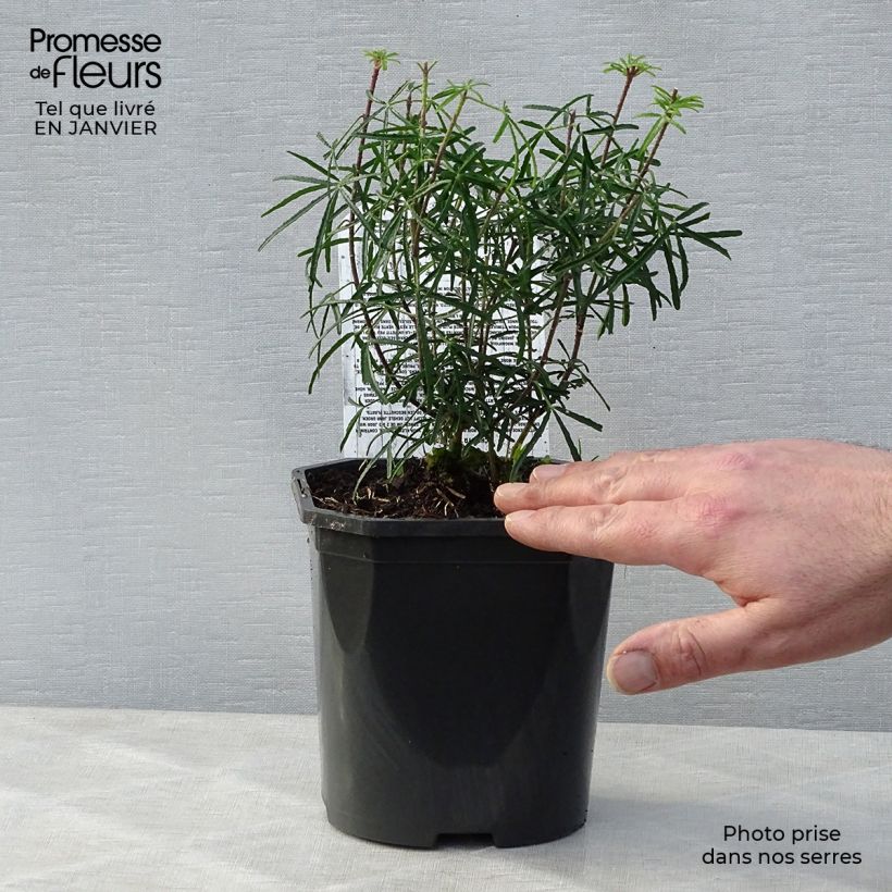 Exemplar von Orangenblume Apple Blossom - Choisya ternata Topf mit 2L/3L wie im Winter geliefert