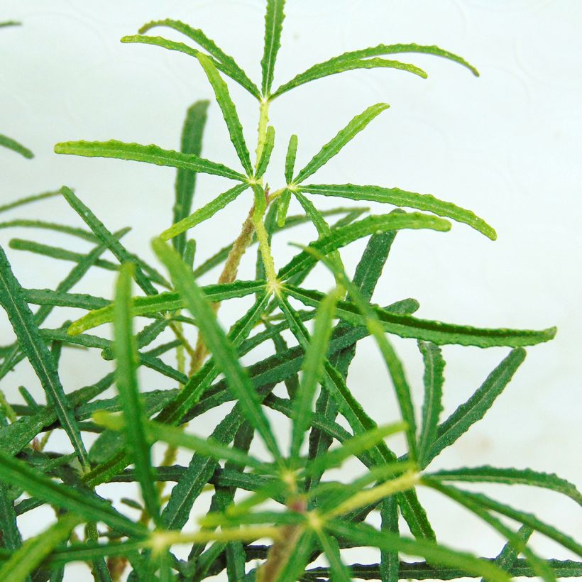 Orangenblume Apple Blossom - Choisya ternata (Laub)