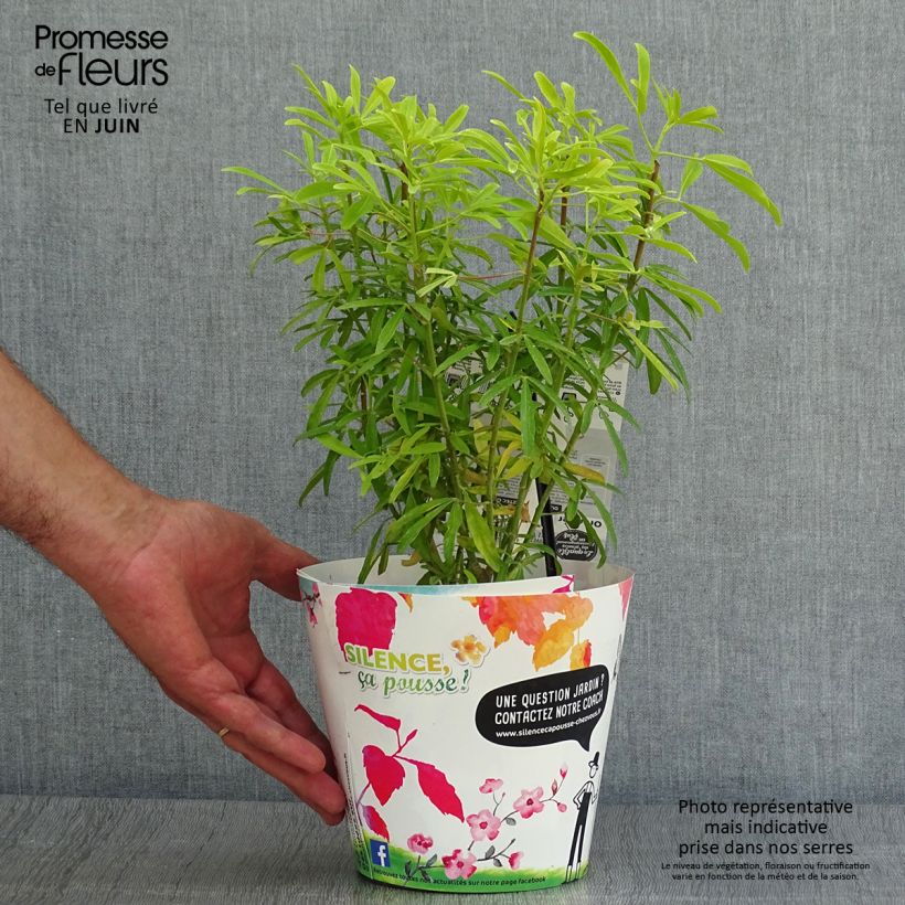 Exemplar von Orangenblume Aztec Gold - Choisya ternata Topf mit 2L/3L wie im Sommer geliefert