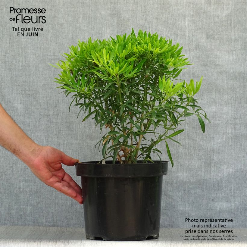 Exemplar von Orangenblume Aztec Gold - Choisya ternata Topf mit 7,5L/10L wie im Sommer geliefert