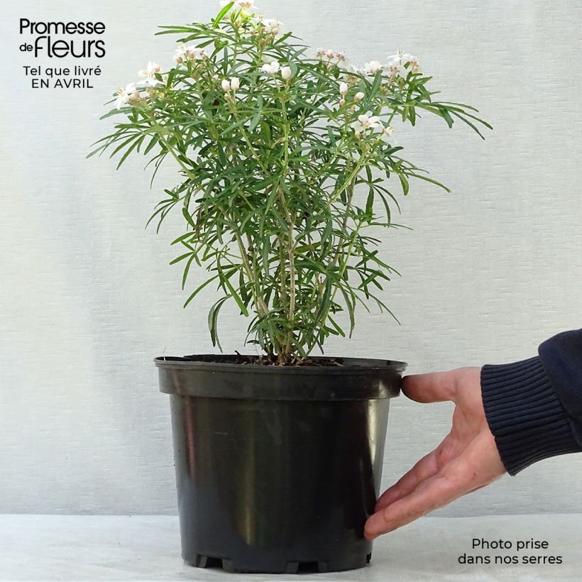 Example of Orangenblume Scented Gem - Choisya ternata Topf mit 2L/3L as you get in printemps