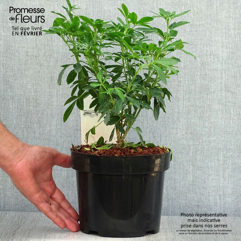 Exemplar von Orangenblume - Choisya ternata Topf mit 4L/5L wie im Herbst geliefert