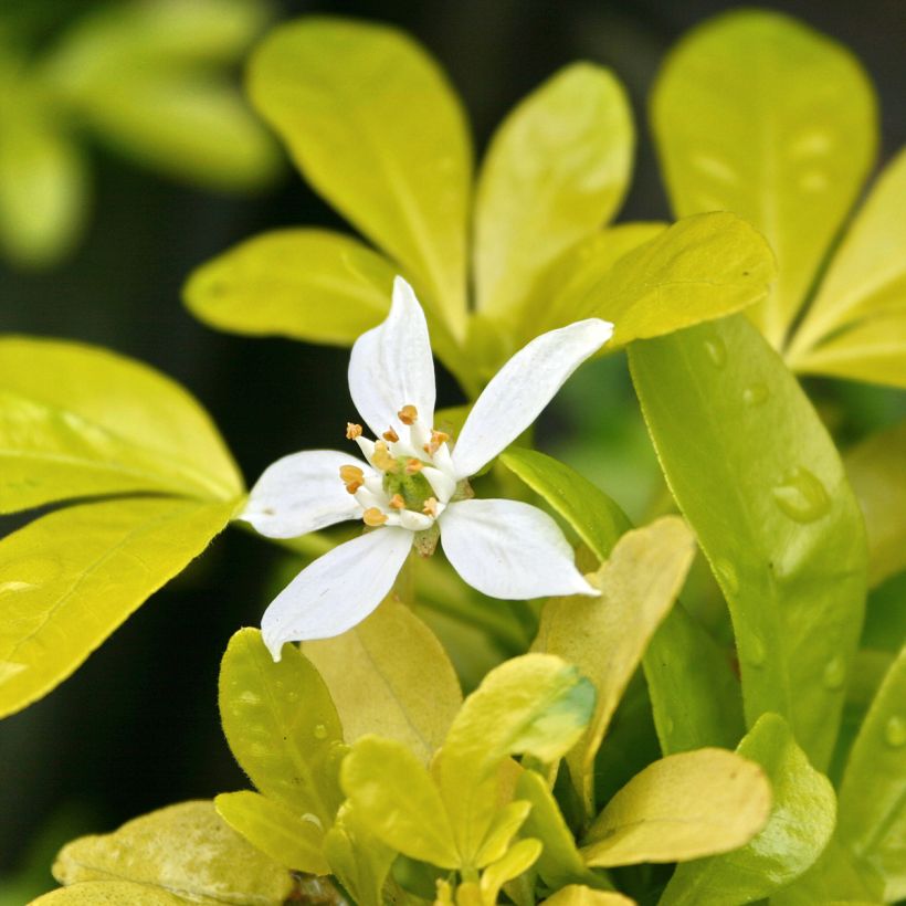Orangenblume Sundance - Choisya ternata (Blüte)